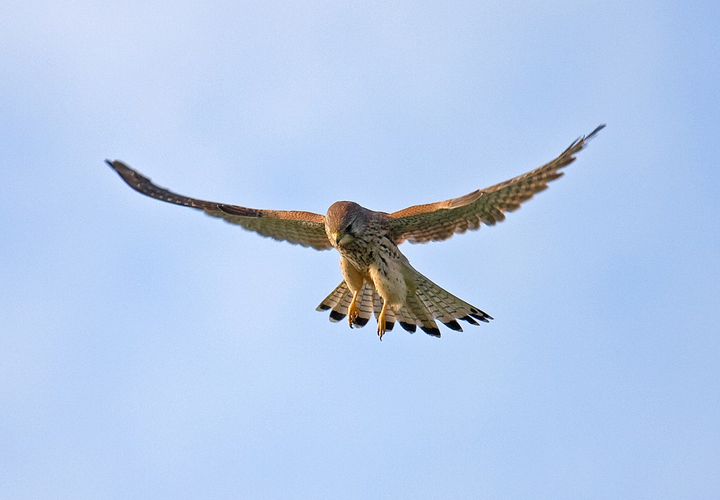 A common kestrel (Falco tinnunculus) hovering in mid-air