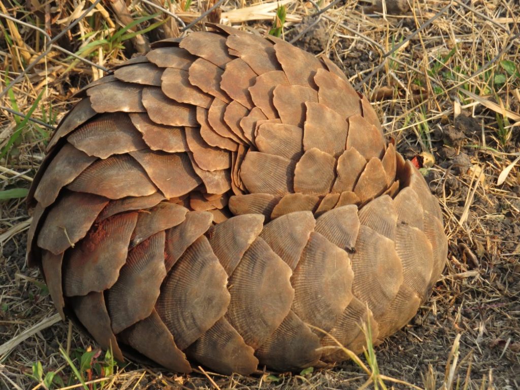 A ground pangolin (Smutsia temminckii) rolled up in a ball