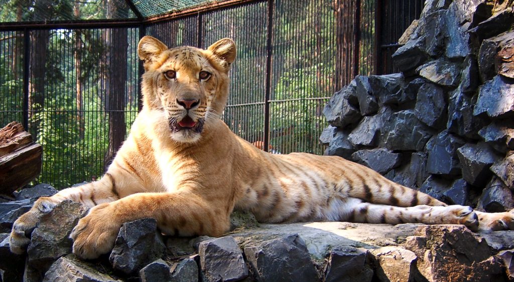 A liger in a zoo