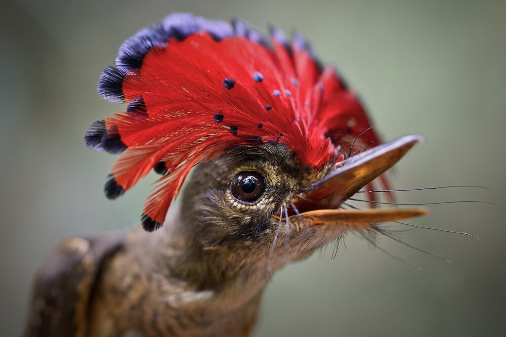 An Amazonian flycatcher (Onychorhynchus coronatus) to celebrate Amazon Day
