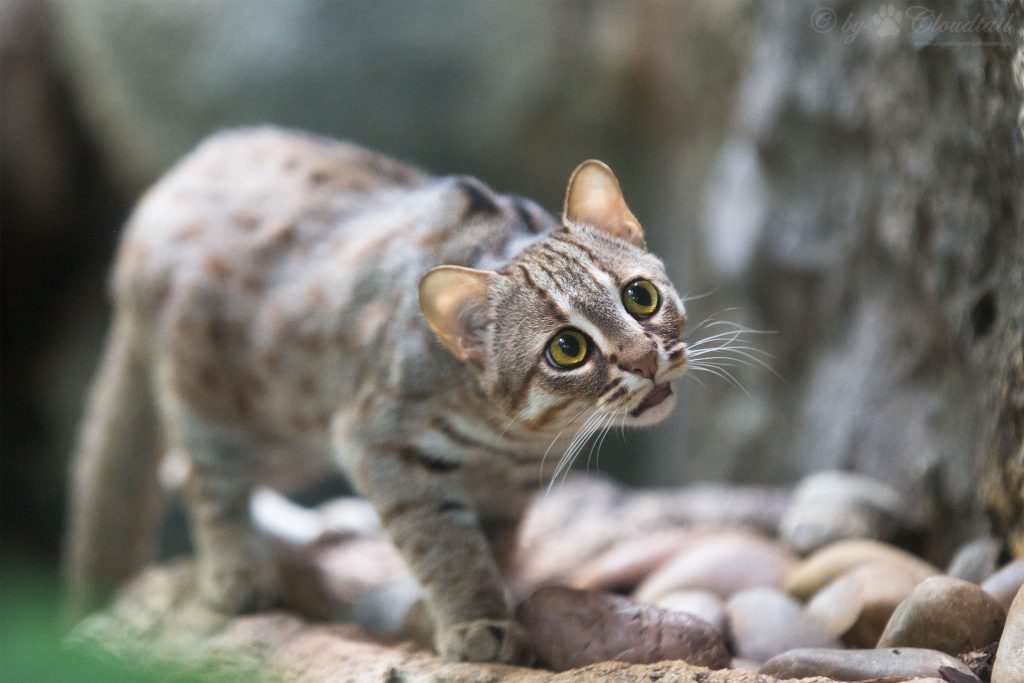 The rusty-spotted cat (Prionailurus rubiginosus), the smallest wild cat in the world