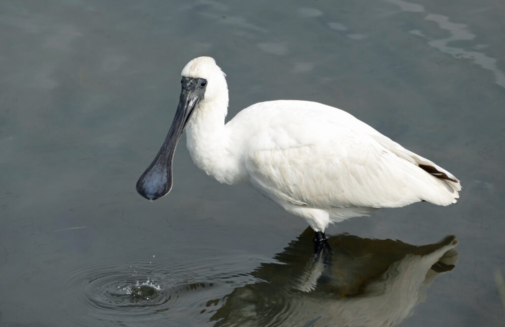 A royal spoonbill (Platalea regia) wading in the water