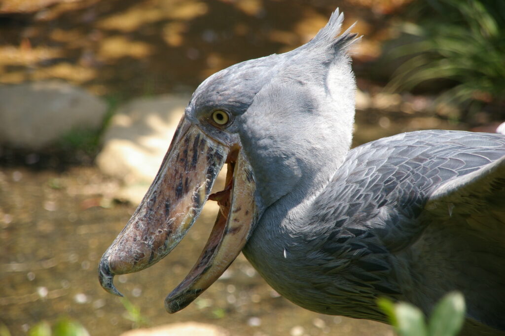 The shoebill (Balaeniceps rex) has one of the largest beaks of any bird