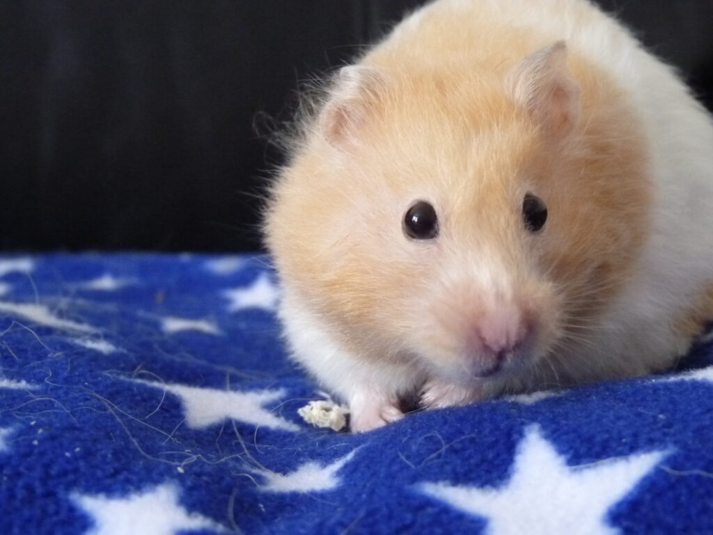 Our Syrian hamster, Bonnie