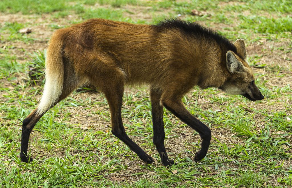 A maned wolf (Chrysocyon brachyurus) - sometimes called a 'fox on stilts'