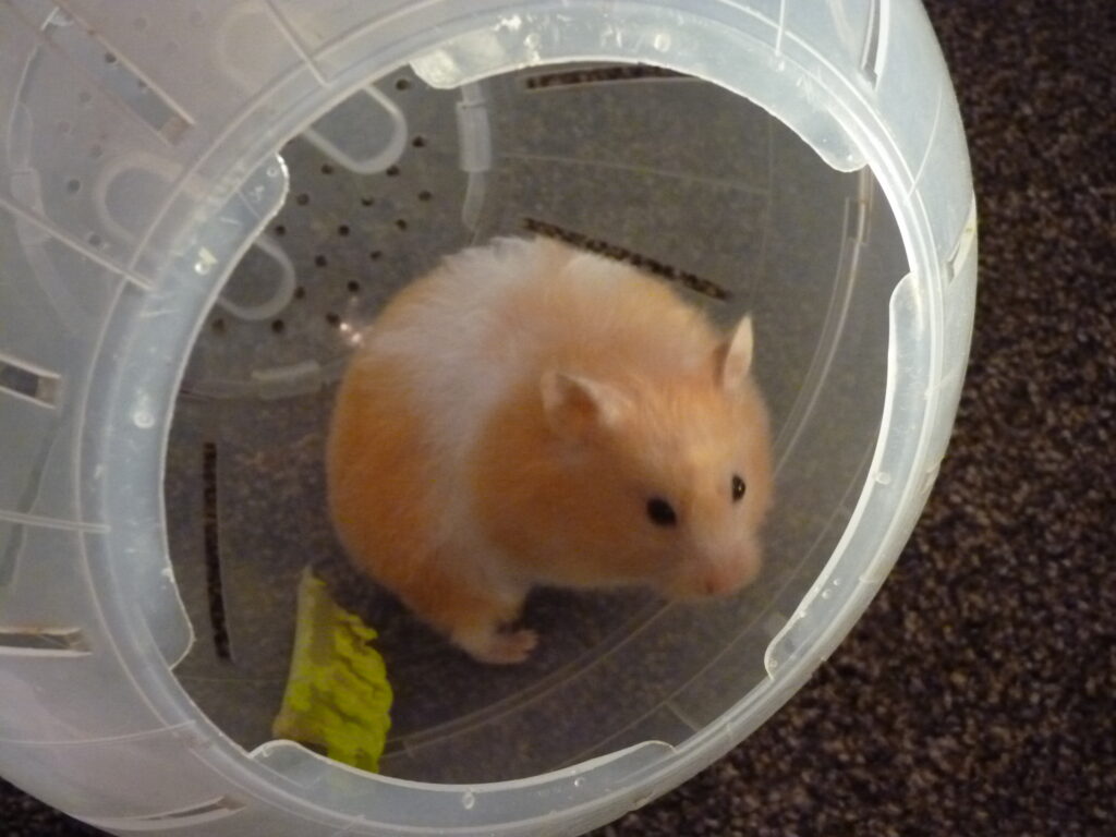 Bonnie, our Syrian hamster, in a hamster exercise ball