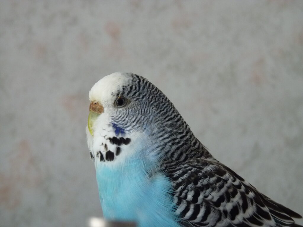 A blue budgie. There are many things in your house that are toxic to parrots and may shorten a budgie's lifespan.