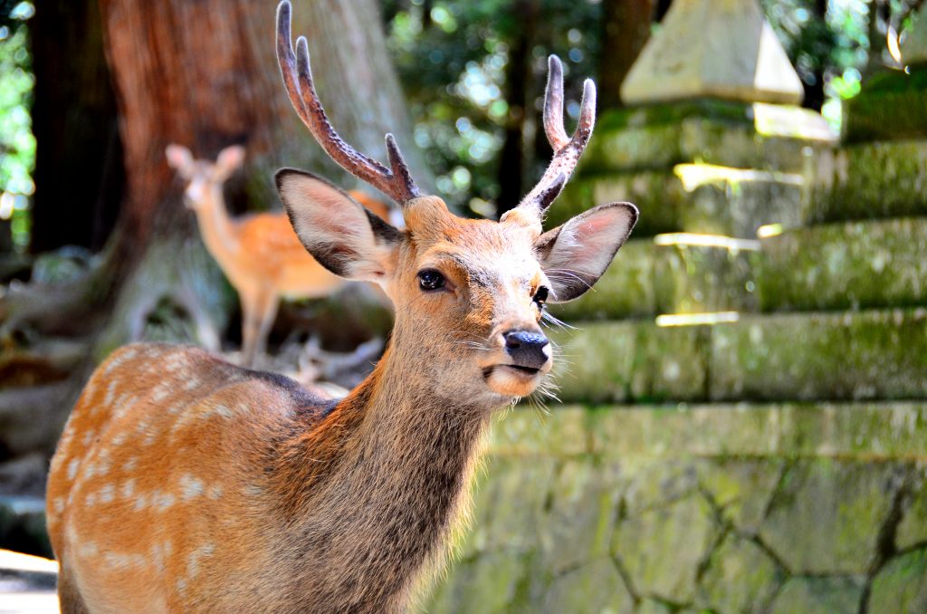 Sika deer in the Japanese city of Nara started wandering the streets during lockdown