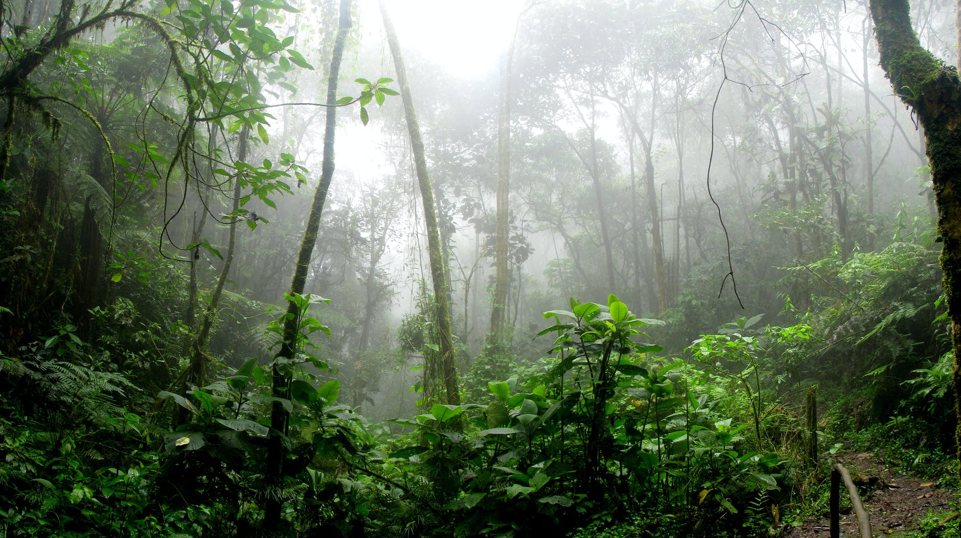 rainforest during foggy day