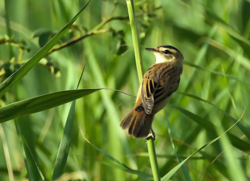 An aquatic warbler perched on some grass