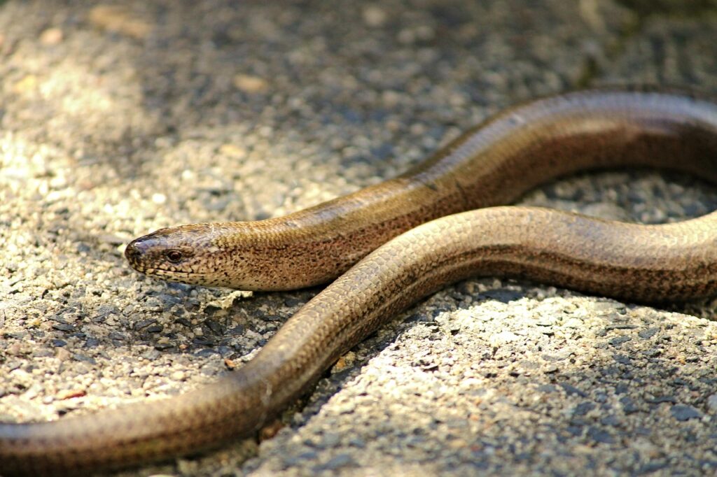 A slow-worm on the ground