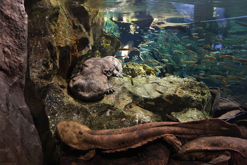 A pair of Japanese giant salamanders in the Kyoto Aquarium