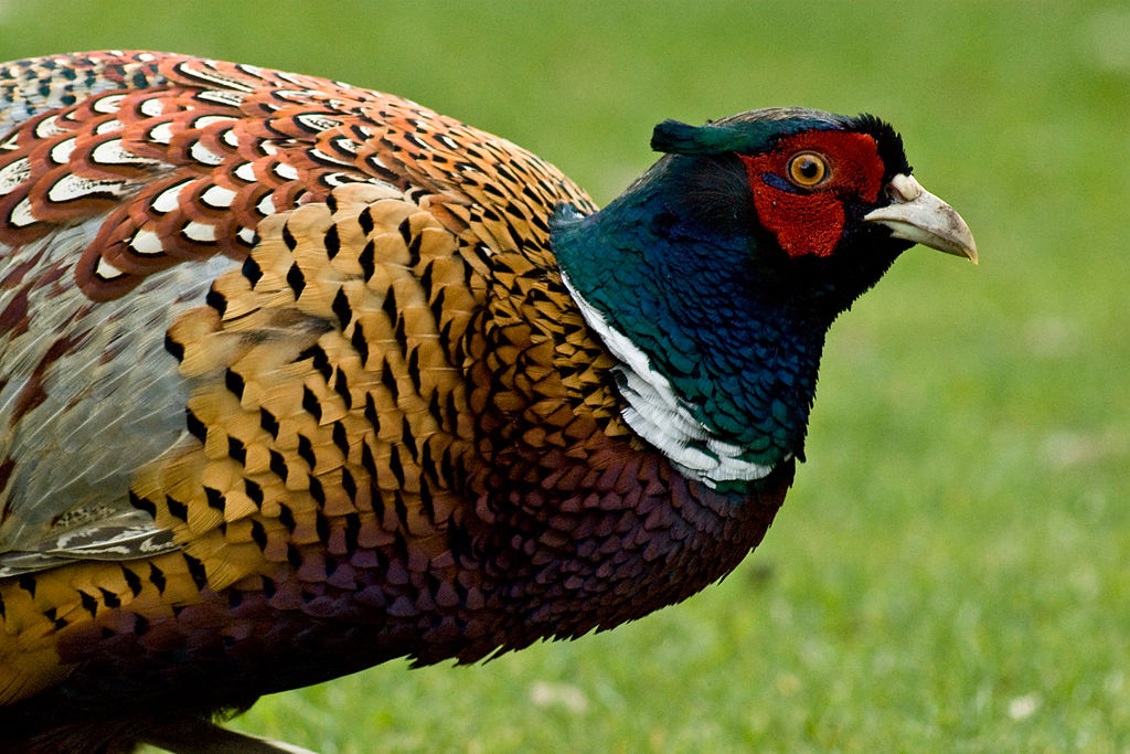 A close-up of a male common pheasant