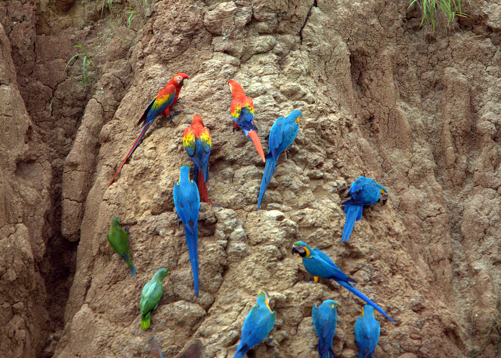 Several different species of parrot, including scarlet macaw and blue-and-yellow macaw, on a clay lick in the Amazon