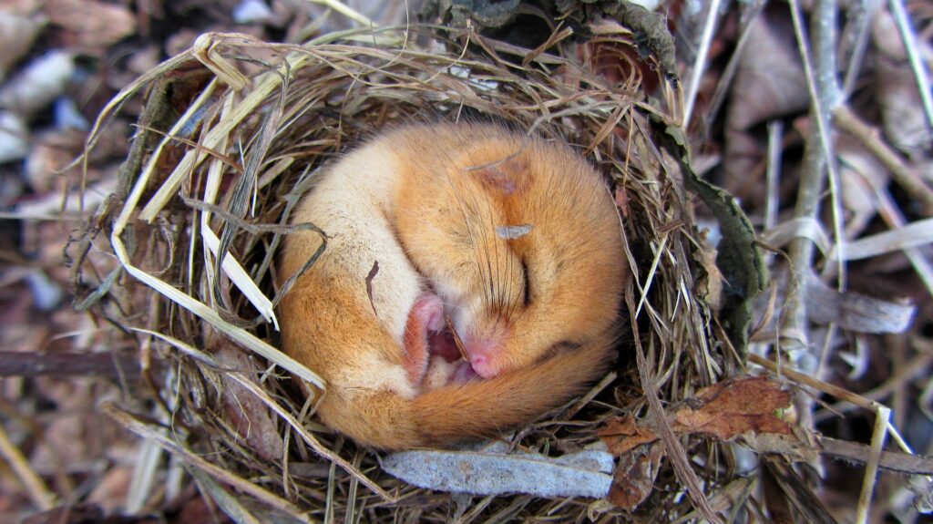 A hazel dormouse curled up during hibernation