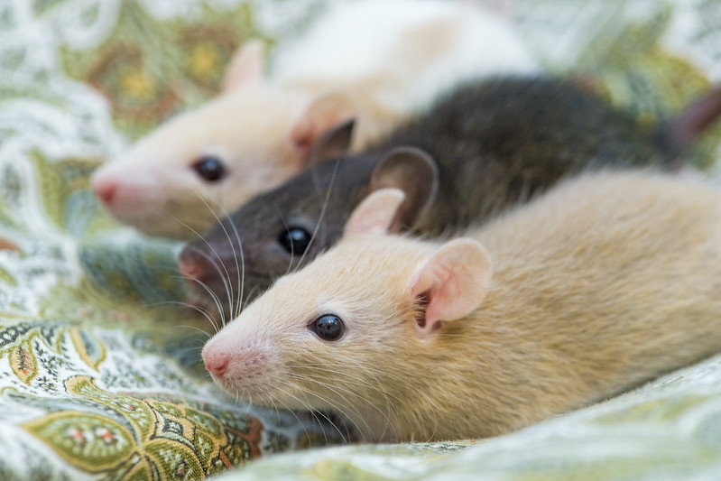 Three pet rats sitting next to one another