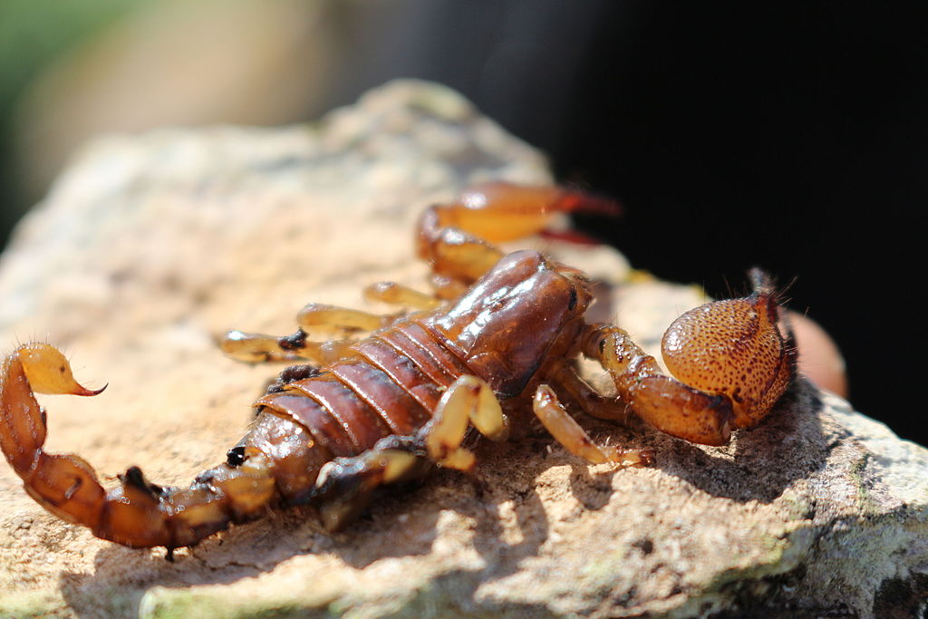 A yellow-tailed scorpion