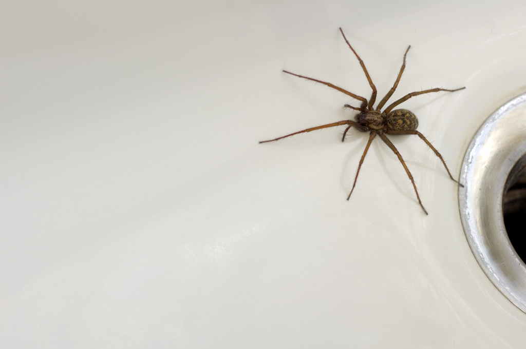 A house spider in a bathtub