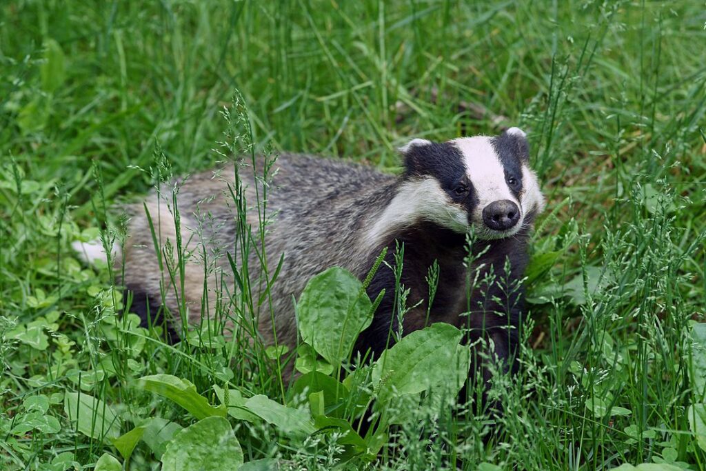 A European badger in the grass