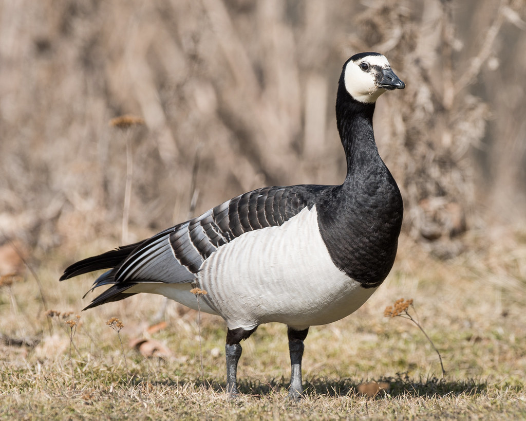 A barnacle goose