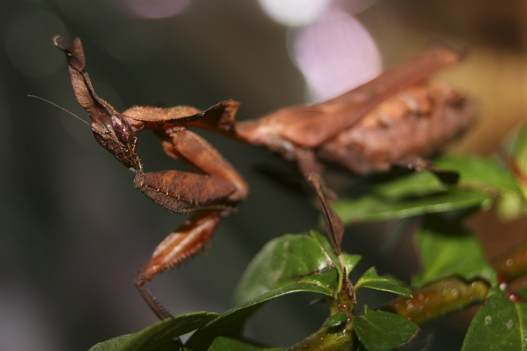 A ghost mantis on some leaves