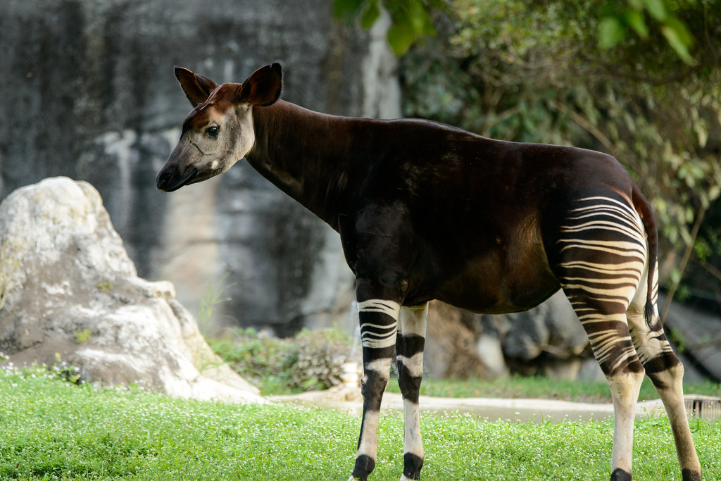 An okapi in a zoo