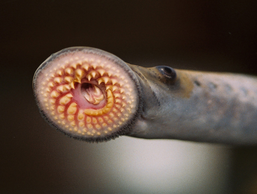 A close-up of a lamprey's mouth