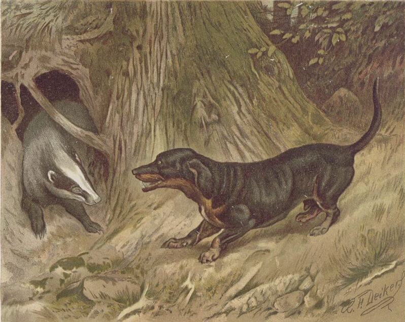 An illustration of a badger being cornered by a dachshund