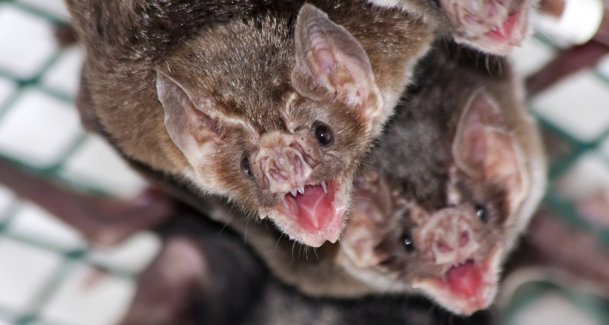 A group of vampire bats hanging upside down