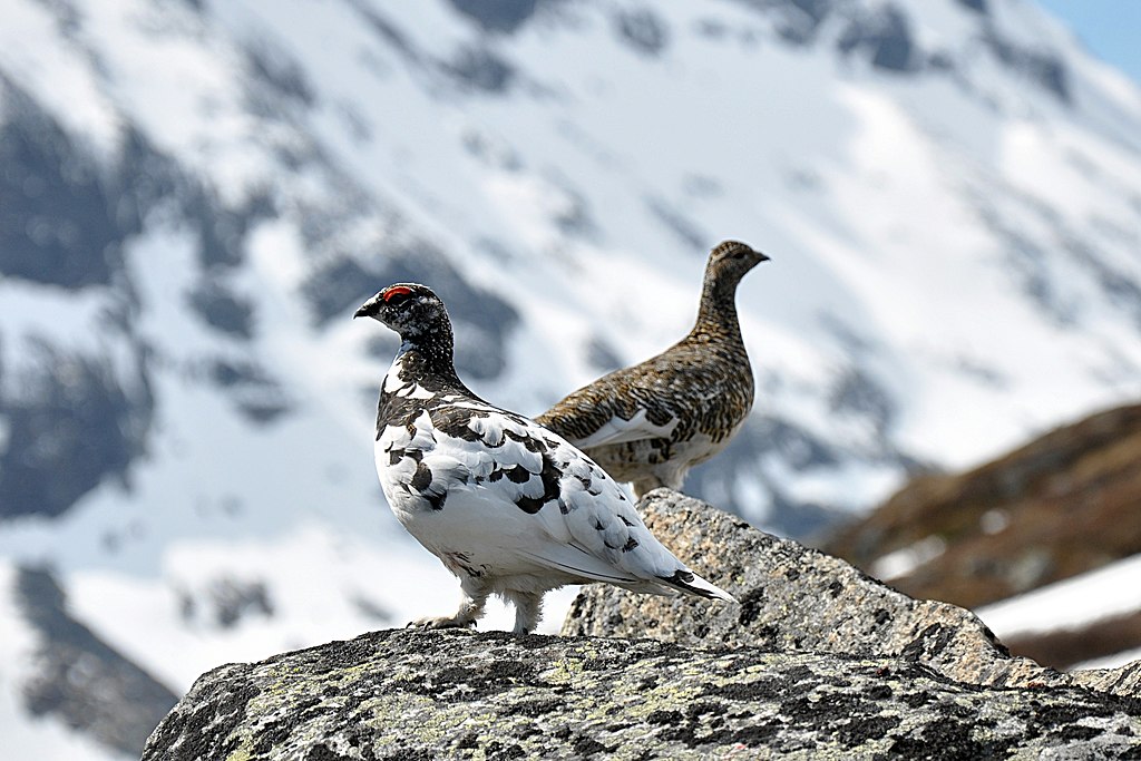 A male and female ptarmigan in their summer plumage