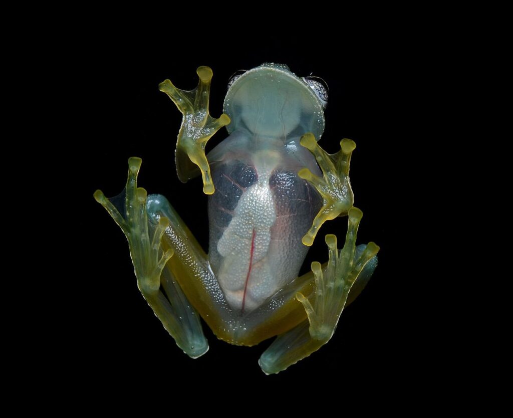 A glass frog viewed from beneath, showcasing its transparent skin and internal organs