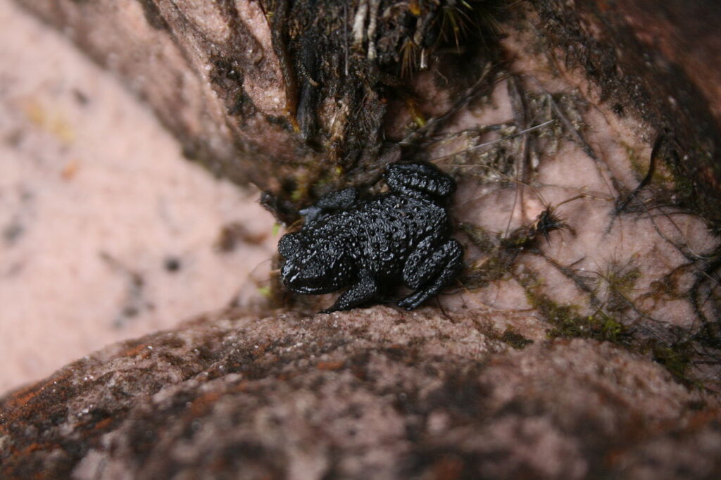 A pebble toad