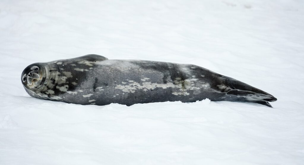 A Weddell seal resting on the ice