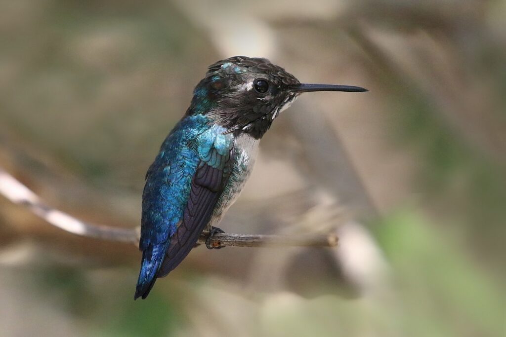 The smallest bird in the world, the bee hummingbird, perched on a twig