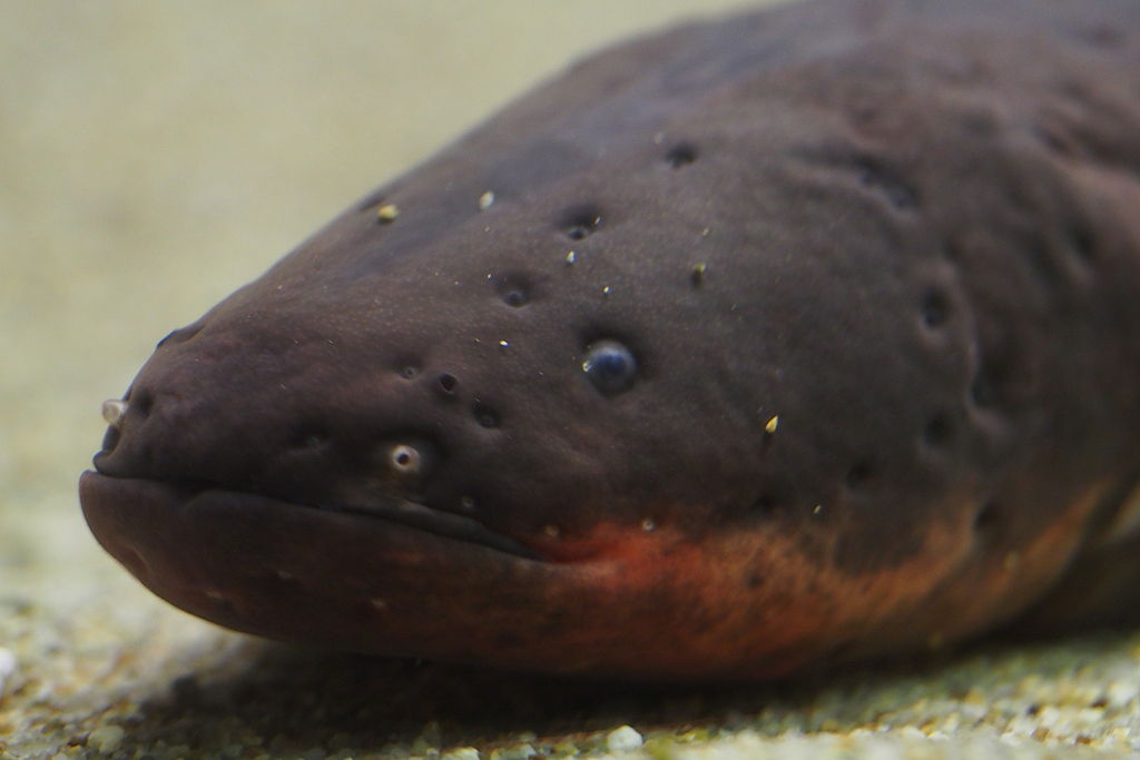 A close-up of an electric eel's head