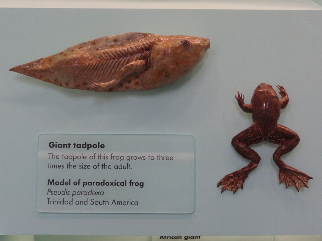 Museum models of a paradoxical frog and its tadpole, showcasing the obvious size differences between the two