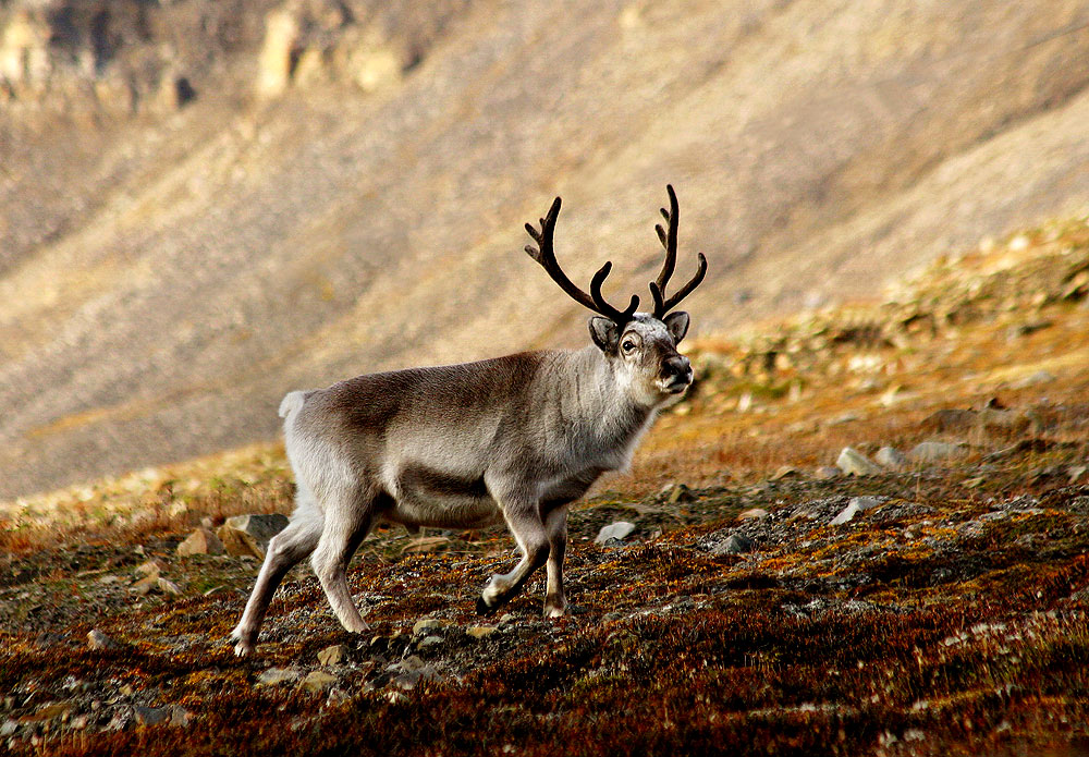 A Svalbard reindeer