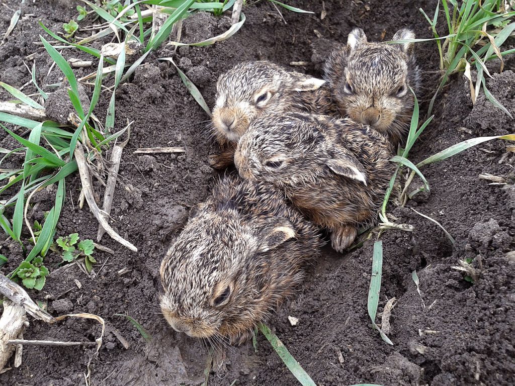 Four baby hare (leverets) hunkered down in a depression in the soil