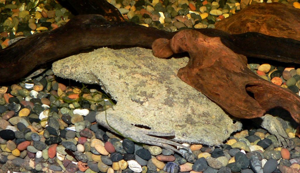 A Surinam toad in a tank