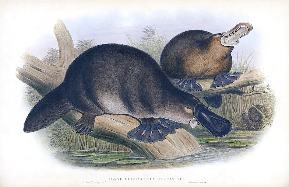 A colour print of two platypuses from 1863 by John Gould