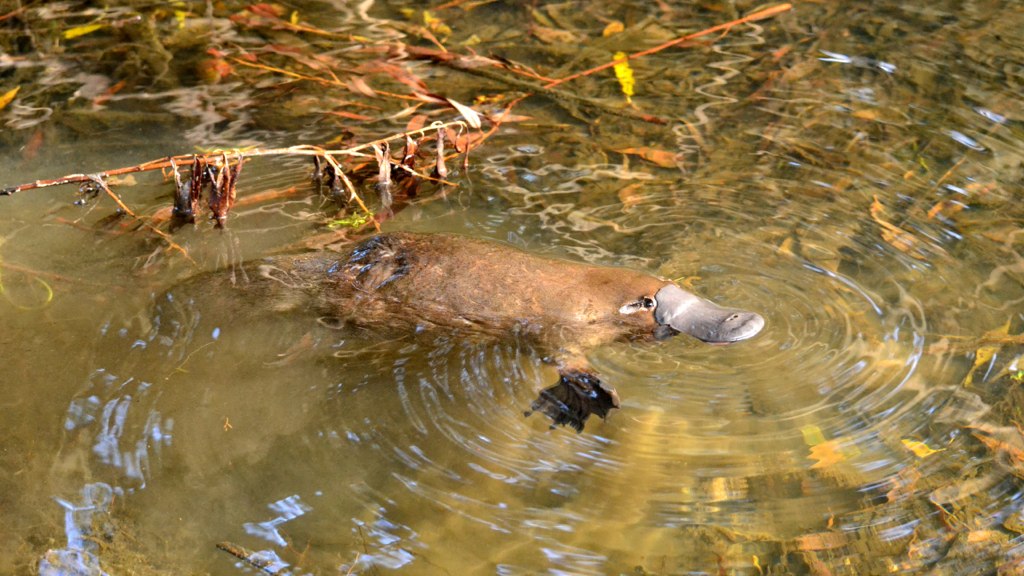 A platypus swimming in water