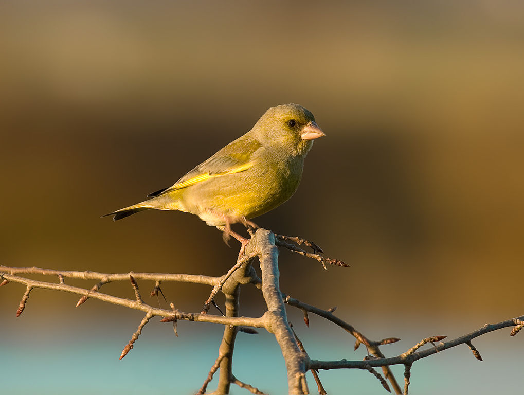 A greenfinch on a branch
