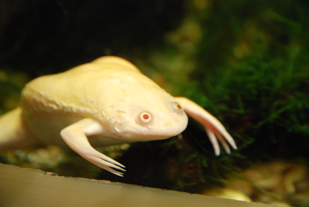 Albino African clawed frog