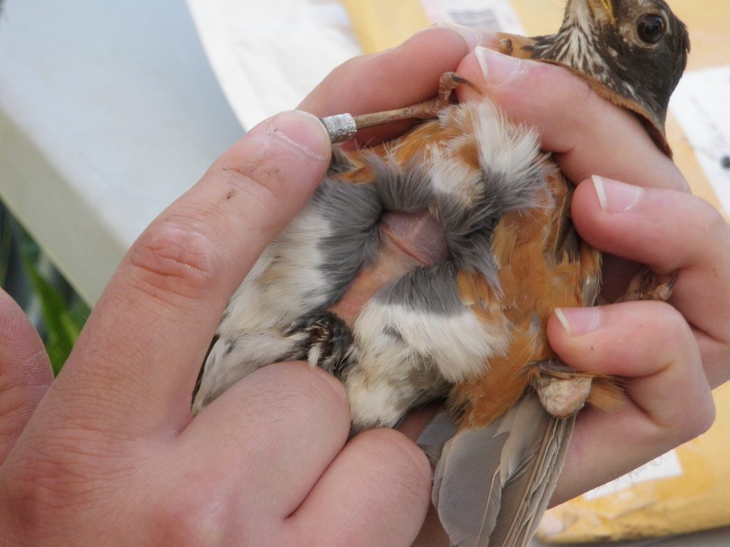 A man holding a bird and revealing its brood patch, a naked patch of skin on its underside for incubating eggs