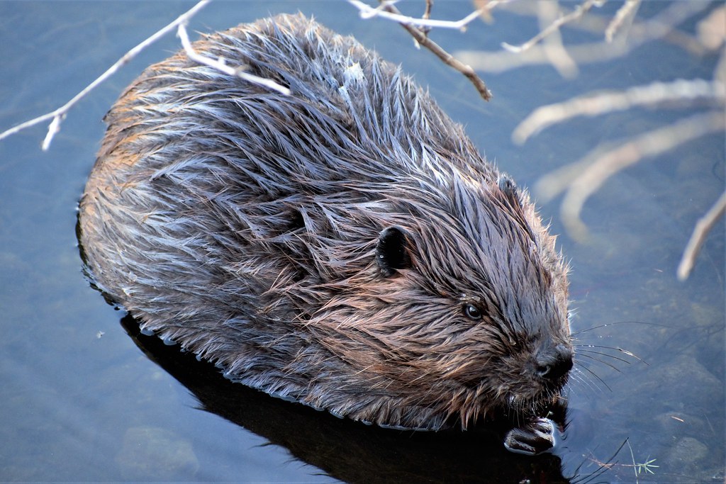 A beaver eating something in the water