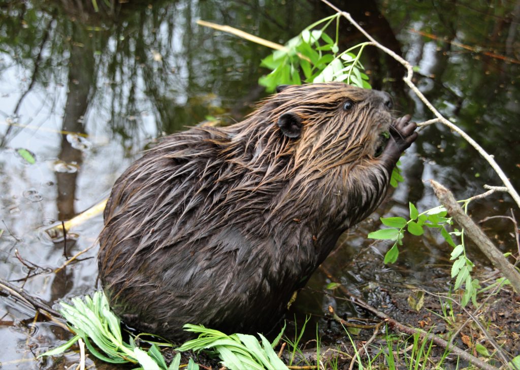 A beaver nibbling on a plant