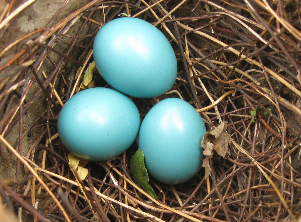 Three blue eggs from an American robin