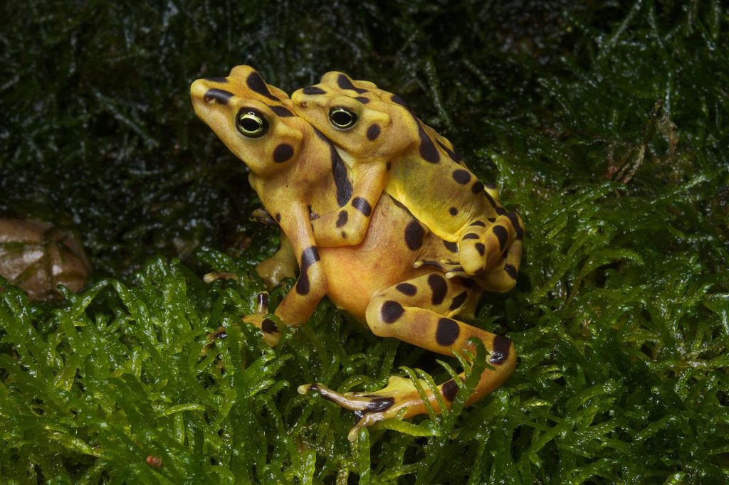 Two Panamanian golden frogs in amplexus