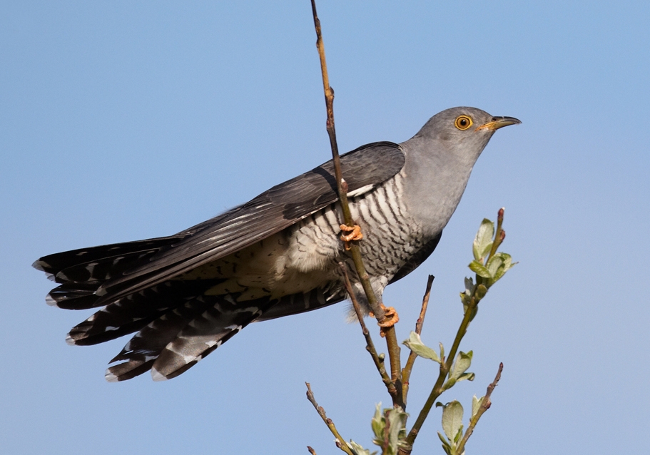 A common cuckoo perched on a branch