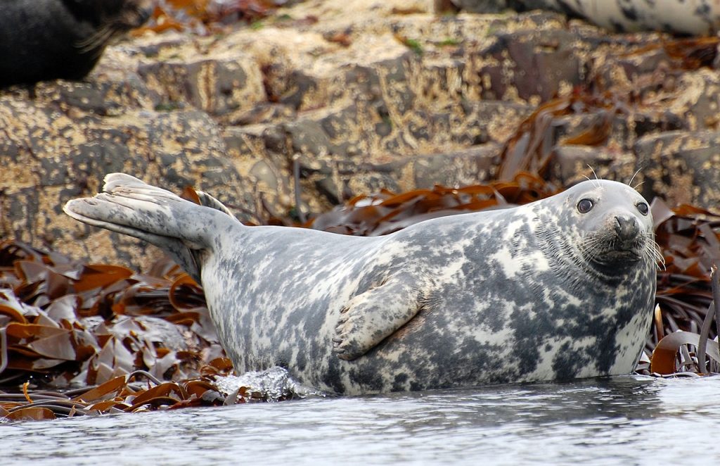 A grey seal hauled up on the shoreline